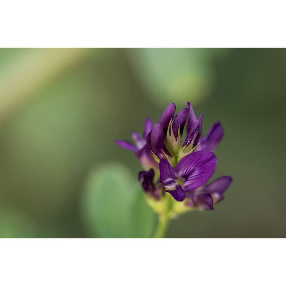 Sigma 260965 105mm F2.8 Art DG DN Macro Lens for Sony E Mount Full Frame Mirrorless Bundle with Sandisk 128GB Extreme SD Memory UHS-I Card