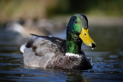 Nikon Z50 Mirrorless Digital Camera with NIKKOR Z DX 16-50mm f/3.5-6.3 VR and NIKKOR Z DX 50-250mm f/4.5-6.3 VR Lenses